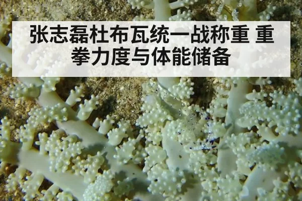 张志磊杜布瓦统一战称重 重拳力度与体能储备